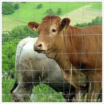 Cerca de campo da fazenda de gado premium